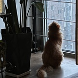 佩奇