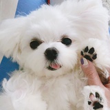 喝果汁儿哦培
