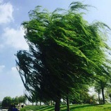 雨后的萱草