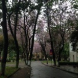 morita