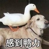 肥宅小赵