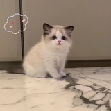 靓哥