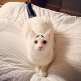 ダンダン