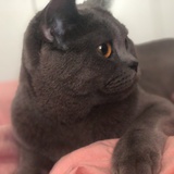 红番茄集子