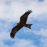 鼠