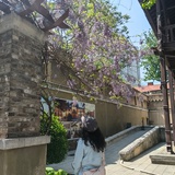 晨伊