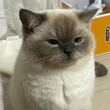 月之神韵