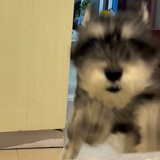 庸平兆