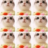 苦沙弥的猫
