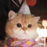 猫企鹅大骑士