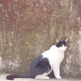 猫的猜想