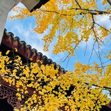 蜉蝣