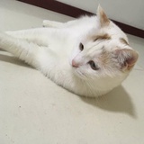 小城