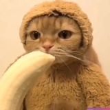 观猴