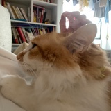 姜花花