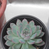 秃头菇凉