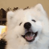 糖醋里脊