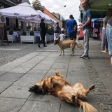 meditatons