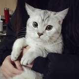 大西瓜
