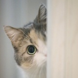 贝壳gato