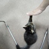 独木清风