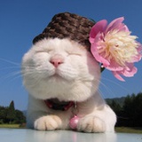 猫叔