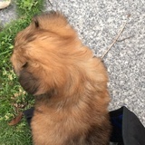 小猴猴豆豆
