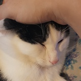 宇琊