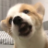 Yuyu