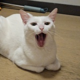 奈奈酱