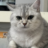 糕愣