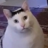 海大猫
