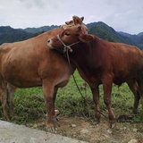 园丁
