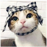苍耳