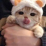 想吃豆乳盒子