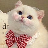 士多啤梨苹果橙