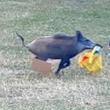 憨憨跑山猪