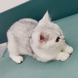 柚子啊