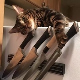 失格猫