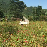 袁小丫