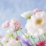 坐听落花