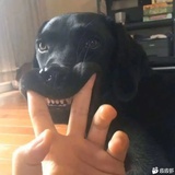 香菜