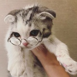 阿伊阿亚