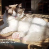 Vesper布偶