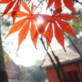 四季