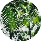 茶丸软卷