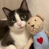茉莉树