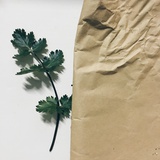 香菜