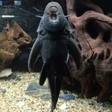 robert