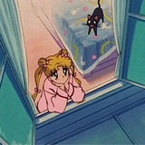 mao猫